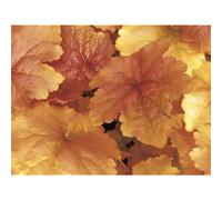 Heuchera - Campanella viola "Créme Brúllée" - resistente all'inverno, in vaso 12 cm, in qualità da giardiniere di fiori cinghiali - 12 cm
