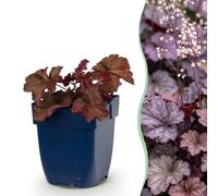 Heuchera micr. Palace Purple - Campanella viola - Ombra - Viola - 6 piante - 15-25cm - Ø11cm - Pianta da giardino