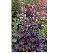 Heuchera Purple Palace Blumensamen Seeds ONLY