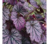 Heuchera resistente - semi Heuchera decorazione - rari resistenti all'inverno per giardino semi decorativi 20pcs