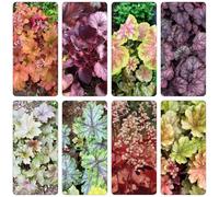 Heuchera semi di esotici acquistare semi decorazione tagliati Letti elevati per il giardino selvatico 200pcs