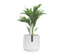 Fox & Fern Heusden, vaso per piante, polystone, delicato sulle piante, realizzato a mano