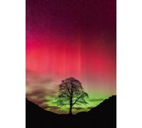 Heye Puzzle La Forza della Natura: Sycamore Gap 1000 Pezzi