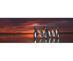 Heye - Puzzle Pinguini della Patagonia - 1000 Pezzi