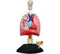HGAYUBDV Modello anatomico del Sistema respiratorio 4D, Modello polmonare, Modello di Cuore e polmoni Umani in 21 Parti Rimovibili, Modello didattico for scienze e Tecnologia.