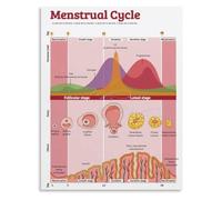 HGETJOHXEM Complete Menstrual Cycle Diagram Poster Fertile Window Ovulation Days Canvas Wall-Art for Yoga Studio Decor(Unframed,16x24inch(40x60cm))
