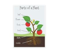 HGETJOHXEM Elementary Science Poster Plant Parts Chart Botany Educational Wall-Art for Classroom and Home School(Framed,08x12inch(20x30cm))