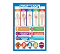 HGETJOHXEM Human Anatomy Poster - Laminated Educational Chart of Body Systems for Classroom, Office, and Home Study(Unframed,16x24inch(40x60cm))