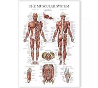 HGETJOHXEM Muscular System Anatomy Chart Poster - Complete Human Muscle Guide for Medical School & Clinic Reference(Unframed,12x18inch(30x45cm))