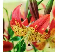 (HGJKYTFCDG) - Acquista i gigli resistenti all'inverno - Rizomi di gigli - Acquista lillium - Vero lilium con rizomi, ideale per l'acquisto per il tuo giardino-10pcs E
