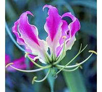 (HGJKYTFCDG) - Acquista i gigli resistenti all'inverno - Rizomi di gigli - Acquista lillium - Vero lilium con rizomi, ideale per l'acquisto per il tuo giardino-6pcs l