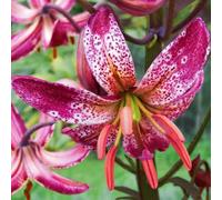(HGJKYTFCDG) - Acquista i gigli resistenti all'inverno - Rizomi gigli - Acquista lillium - Vero lilium con rizomi, ideale per acquistare per il tuo giardino-B