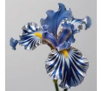 (HGJKYTFCDG) - Acquista iris resistenti all'inverno - Iris Rizomi - Acquista Iris - Iris - Iris - Iris reali con rizomi, ideale per acquistare per il tuo giardino-6pcs D