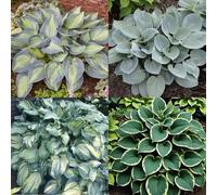 (HGJKYTFCDG) - Acquista le scintille resistenti all'inverno - Rizomi di scintille - Acquista Hosta - Vera scintilla con rizomi, ideale per l'acquisto per il tuo giardino 4pcs I