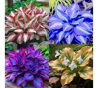 (HGJKYTFCDG) - Acquista le scintille resistenti all'inverno - Rizomi scintille - Acquista Hosta - Vera scintilla con rizomi, ideale per l'acquisto per il tuo giardino-B