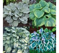(HGJKYTFCDG) - Acquista le scintille resistenti all'inverno - Rizomi scintille - Acquista Hosta - Vera scintilla con rizomi, ideale per l'acquisto per il tuo giardino-6 pezzi C