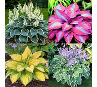 (HGJKYTFCDG) - Acquista le scintille resistenti all'inverno - Rizomi scintille - Acquista Hosta - Vera scintilla con rizomi, ideale per l'acquisto per il tuo giardino-6pcs D