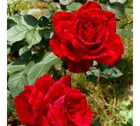 HGJKYTFCDG Bulbi di Rose resistenti, Bulbi di Rose: Facili per Principianti, Decorazione Giardino & Casa-1bulbi-C