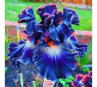 HGJKYTFCDG Comprare rizomi di iridi/iris classico-Varietà resistenti al gelo dense per giardino colorato-4Knolle-F