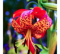 (HGJKYTFCDG) - Gigli/Lilium Winterhart - Vera dalie con rizomi, ideale per l'acquisto per il vostro giardino 8pcs G
