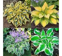 (HGJKYTFCDG) - Hosta resistente all'inverno - Dalie autentiche con rizomi, ideali per l'acquisto per il vostro giardino - 15pcs G
