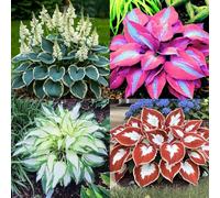(HGJKYTFCDG) - Hosta resistente all'inverno - Dalie autentiche con rizomi, ideali per l'acquisto per il vostro giardino 15pcs I