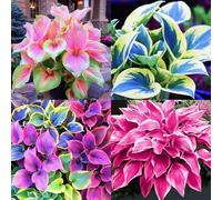 (HGJKYTFCDG) - Hosta resistente all'inverno - Dalie vere con rizomi, ideali da acquistare per il vostro giardino - 15pcs H