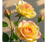 HGJKYTFCDG Resistenti Bulbi di Rose - Adatti a Umidità Moderata, Decorazione Visiva per Piscine e Bordo Giardino-3bulbi-E