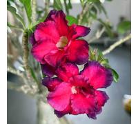 HGJKYTFCDG Rosa del deserto Resistenti: Bulbi Duraturi e Facili da Piantare - Perfetti per Giardini Primaverili e Arrangiamenti Fiorali-3Bulbi-B