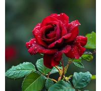 HGJKYTFCDG Rose :Decorazione per Casa: Bulbi di Rose Semplici da Coltivare, Perfetti per Iniziatori-1bulbi-B