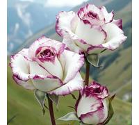 HGJKYTFCDG Rose :Decorazione per Casa: Bulbi di Rose Semplici da Coltivare, Perfetti per Iniziatori-2bulbi-D