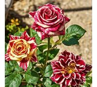 HGJKYTFCDG Rose :Decorazione per Casa: Bulbi di Rose Semplici da Coltivare, Perfetti per Iniziatori-2bulbi-E