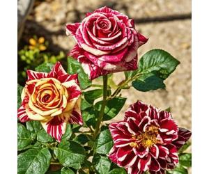 HGJKYTFCDG Rose :Decorazione per Casa: Bulbi di Rose Semplici da Coltivare, Perfetti per Iniziatori-2bulbi-E