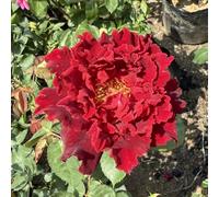 HGJKYTFCDG Rose :Decorazione per Casa: Bulbi di Rose Semplici da Coltivare, Perfetti per Iniziatori-3bulbi-A