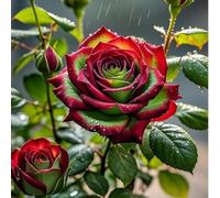 HGJKYTFCDG Rose Resistenti: Bulbi Duraturi e Facili da Piantare - Perfetti per Giardini Primaverili e Arrangiamenti Fiorali-3bulbi-I