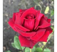 HGJKYTFCDG Rose Resistenti: Bulbi Duraturi e Facili da Piantare - Perfetti per Giardini Primaverili e Arrangiamenti Fiorali-1bulbi-A