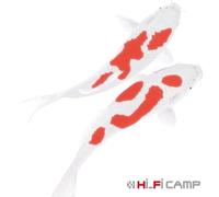 Hi-Fi Camp - Koi