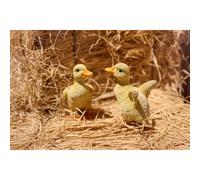 Hi-Line Gift 87697-B Statua di anatroccoli in 2 pezzi