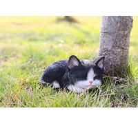 Hi- Line Gift RUNADI 87699-B - Statuetta Decorativa a Forma di Gatto Che Dorme, Colore: Nero/Bianco