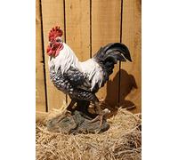 Hi- Line Gift RUNADI 87961-WT Black/White Rooster Statue