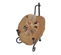 HIAKDOFT Decorazione Di Ammonite 6-8 Cm Base, Modello Fossile Per Apprendimento Scientifico e Collezione, Esemplare Geologico Colorato Per Esposizioni e Arredamento Tavola