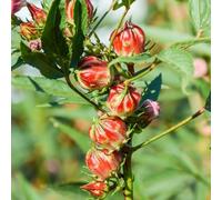 hibisco autunno, resistente, semi esotici semi giardino selvatico, semina autunno, letto perenne giardino elevato scalatrici 30pcs