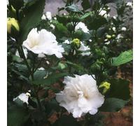 hibisco selvatici di balcone perenni di resistenza primavera interni esotici giardino interni acquistare semi parterre sul balcone 300pcs