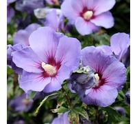 Hibiscus Oiseau Bleu - Pianta da esterno pronta per il giardino