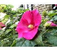 Hibiscus paramutabilis 'Everblooming Confederate Rose' - 10 semi