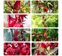 Hibiscus sabdariffa - da semi di semi giardino serrature balcone 100pcs