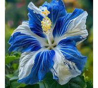 Hibiscus syriacus - 15 semi di tre varietà di pianta di ibisco