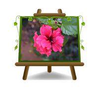 Hibiscus Syriacus Rosa fiore doppio pianta ornamentale vaso 24cm Altezza 80-100