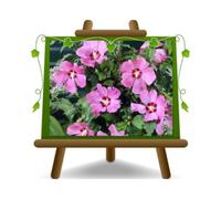 Hibiscus Syriacus Rosa Vaso: 24 cm. Altezza: 70-80 cm.