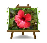Hibiscus Tahiti Rossa Pianta Ornamentale su vaso da 14 cm altezza 20 cm.
